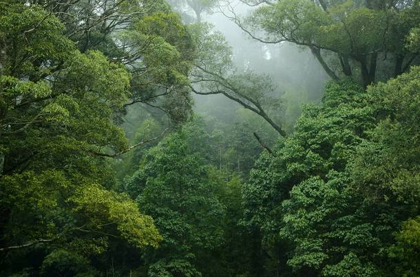 جنگل های بارانی معتدل