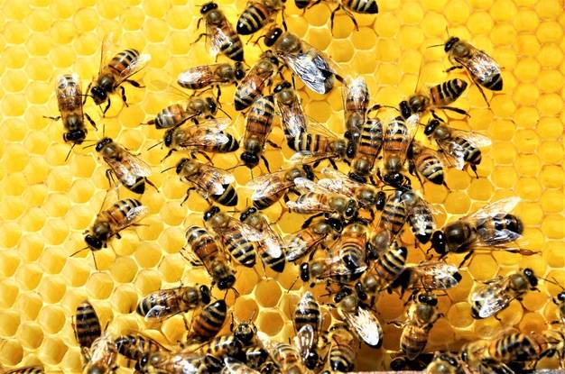 فواید زنبور عسل