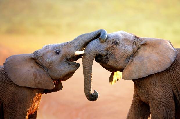 بوسه فیل ها